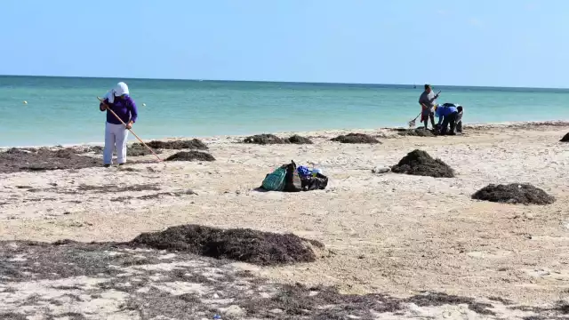 Trabajadores de la Comuna llevan a cabo el retiro del alga parda que se localiza en el malecón