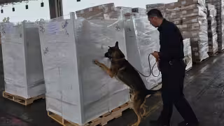 “Perro” golpe al narcotráfico en Tijuana: aseguran 1.3 toneladas de metanfetamina y 10 KG de fentanilo, con ayuda del equipo canino RINI