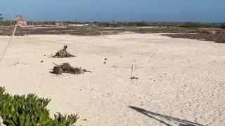 La Profepa priorizará la restauración de la zona afectada, el rescate de la palma chit, del manglar y del resto de la vegetación nativa