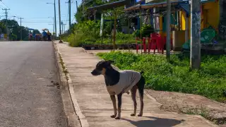 Vecinos de Peto abrigan a sus amigos de cuatro patas ante el descenso de la temperatura
