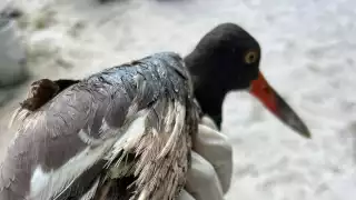 Se trata de un Ostrero Americano; ecologistas acusan omisión para atender derrames petroleros