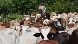 En Nohalal les fue mal pero con la presencia de la rabia bovina.