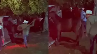 Usuarios expresaron indignación y condenaron el acto como abuso hacia un ser vivo; piden castigos severos para los involucrados, con multas económicas y cárcel