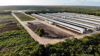 Industria porcícola bajo revisión: Semarnat y Profepa obligadas a supervisar granjas