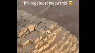 Perro sube la Pirámide de Guiza, video se vuelve viral.
