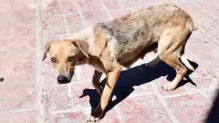 Afecta principalmente el tracto gastrointestinal de cachorros.