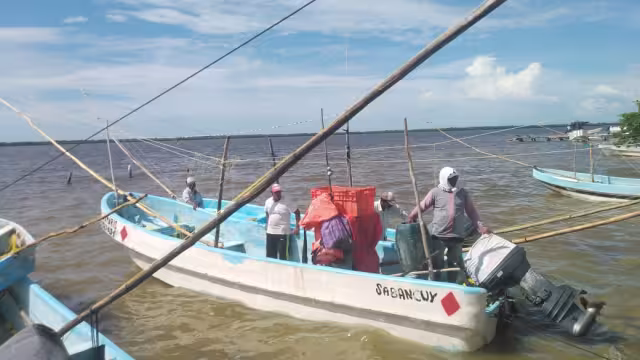 La temporada de pulpo maya ha sido decepcionante, según pescadores locales.