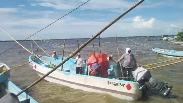 La temporada de pulpo maya ha sido decepcionante, según pescadores locales.
