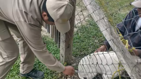 Previenen nuevos casos de rabia: vacunarán gratis a perros y gatos en Campeche este viernes Previenen nuevos casos de rabia: vacunarán gratis a perros y gatos en Campeche este viernes