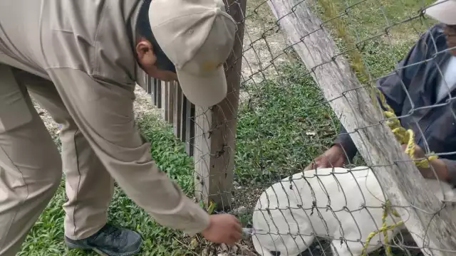 Previenen nuevos casos de rabia: vacunarán gratis a perros y gatos en Campeche este viernes