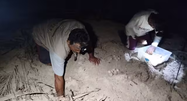 Campamentos tortugueros listos para proteger seis mil nidos