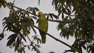 Temperaturas de hasta 4 grados ponen en peligro a aves tropicales en la Península de Yucatán