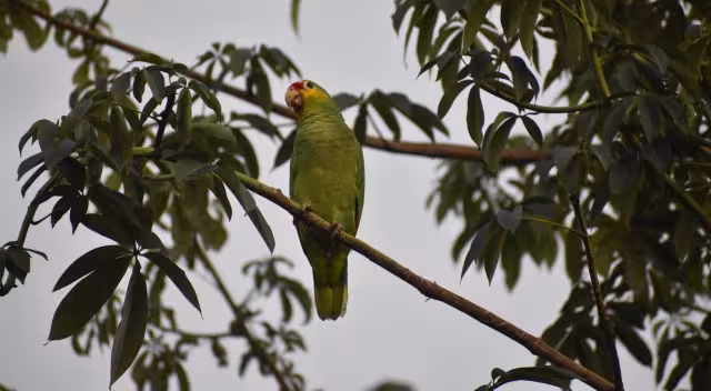 Frío extremo agrava la situación de loros en riesgo en Yucatán