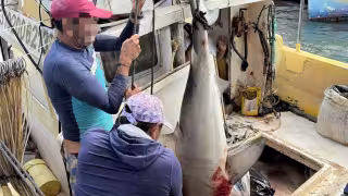 Detienen embarcación en Seybaplaya por pesca ilegal