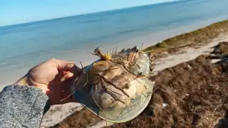 Continúan saliendo cuerpos sin vida de cucarachitas en la zona Oriente del puerto debido a los frentes fríos