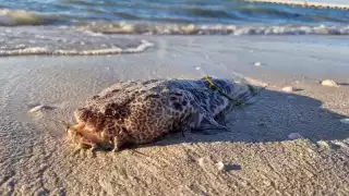 Luego de las revisiones pertinentes, autoridades determinan que bañistas ya pueden ingresar al mar