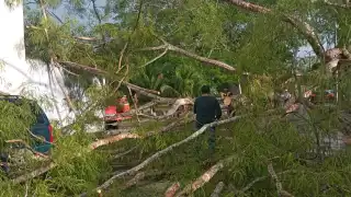 Protección Civil ignoró reportes: Árbol cae en Infonavit Moch Cohuó
