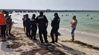 Aparece tortuga carey muerta en Progreso; piden reportar fauna marina varada