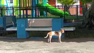 Kanasín y otros municipios, foco rojo por maltrato animal en Yucatán