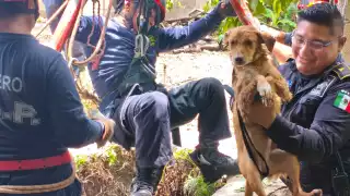 La perrita de nombre Osa fue rescatada con éxito