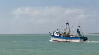 La temporada camaronera 2025–2026 ha sido negativa para el sector pesquero.