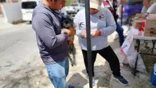 Arranca vacunación antirrábica en Campeche: priorizan prevención en mascotas