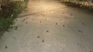 Se ha visto a un gran número de anfibios por las recientes lluvias en Sinanché
