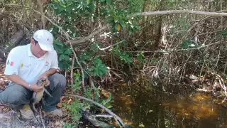 Un saurio fue entregado a una granja de reptiles por una persona que intentaba venderlo ilegalmente