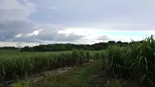 2024 presenta una crisis azucarera para los productores de caña.