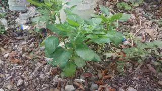 La deforestación en los montes de la localidad pone en peligro las hierbas para uso terapéutico
