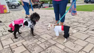 Congreso de Campeche aprueba la Comisión Especial para la protección y el Bienestar Animal