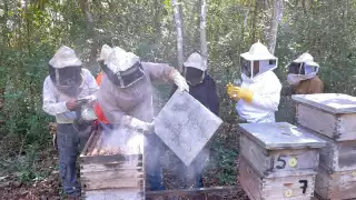 Reportan disminución en población de colmenas por la presencia del escarabajo y de la varroa