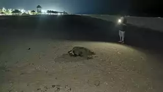 Población de Carmen espanta a una tortuga en su proceso de anidación; le tomaron fotos con flash y lanzaron agua