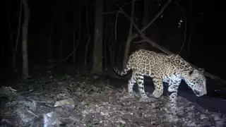  Corredor "Balan Beh", para recuperar hábitats para conservación del jaguar en Campeche   