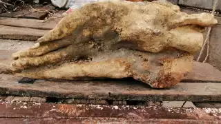 La pieza parece la cabeza de una vaca, pero tiene un color particular.