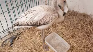 Flamenco rosa, especie amenazada, es atendido tras hallazgo en Campeche