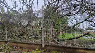 Se ha reportado la caída de árboles, sin presentar graves daños