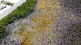 Ciudad del Carmen ha perdido el 70% de sus manglares debido a la contaminación por basura y aguas residuales.