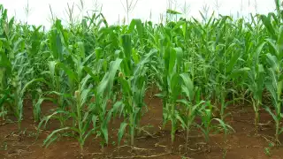 Los cultivos se han visto beneficiados.