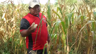 Productores de Hopelchén piden una prórroga para inscribirse al Seguro Catastrófico de la Sader.
