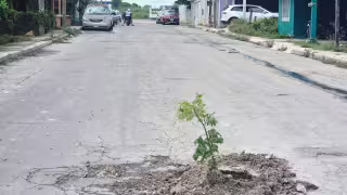 Ante el peligro para automovilistas, los habitantes colocaron una rama como señal preventiva improvisada.