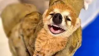 Asociaciones de protección animal y ambiental promueven campañas de concientización para fomentar la coexistencia responsable