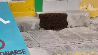 Las abejas apostadas en la entrada de la vivienda