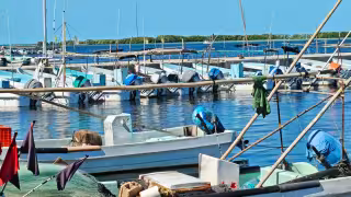 Desde hoy y hasta el 31 de marzo próximo se prohíbe capturar importante especie en el estado