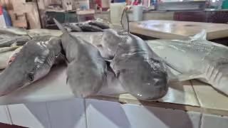 Pescadores de Champotón reportan un arranque flojo en la temporada de cazón con bajas capturas de apenas 40 kilos por viaje.