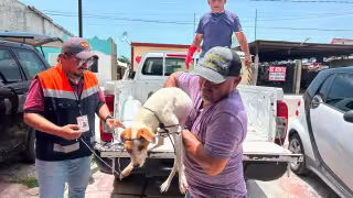 Urgen moscas estériles para frenar el Gusano Barrenador en Campeche