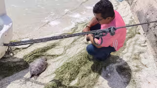 Muerte de tortugas Carey desata preocupación ambiental en Seybaplaya