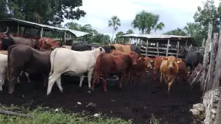 Ganaderos de Hecelchakán exigen frenar el abigeato; advierten que se defenderán