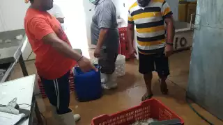 A 11 días del inicio de la temporada de captura del pulpo, pescadores reportan ingresos significativos