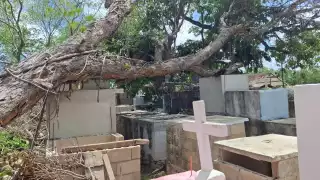 Un frondoso árbol de Jabin cayó sobre varias tumbas del panteón municipal de Pocboc debido a los fuertes vientos.